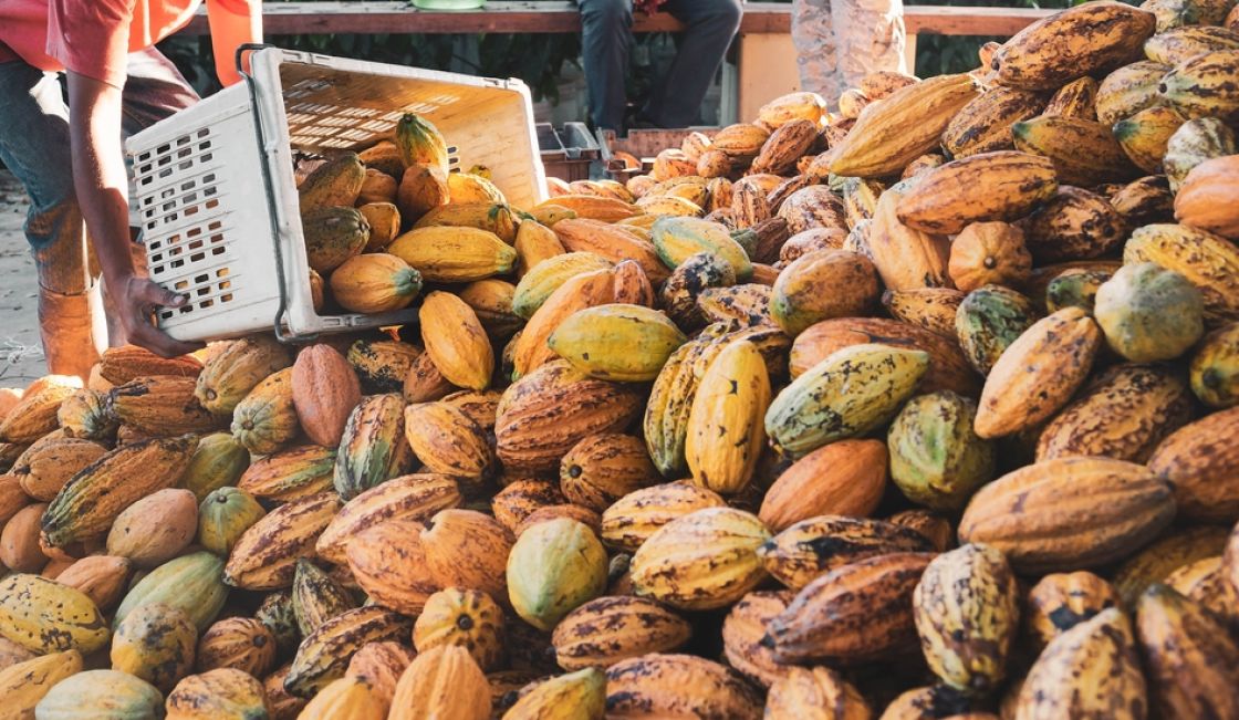 Kakaobauern ernten frische Kakao, Shutterstock Narong Khueankaew 2107738592