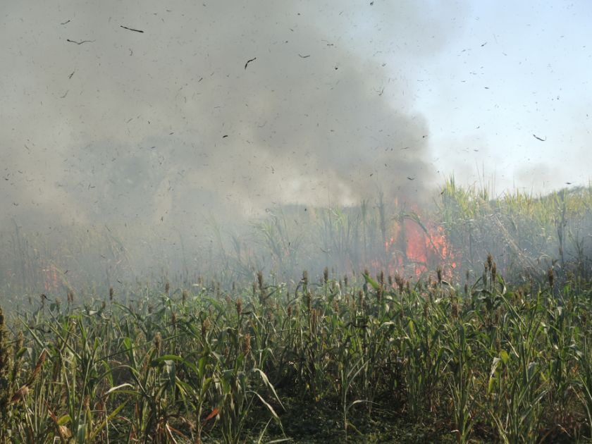 Abrennen von Zuckerrohrfelden, El Salvador